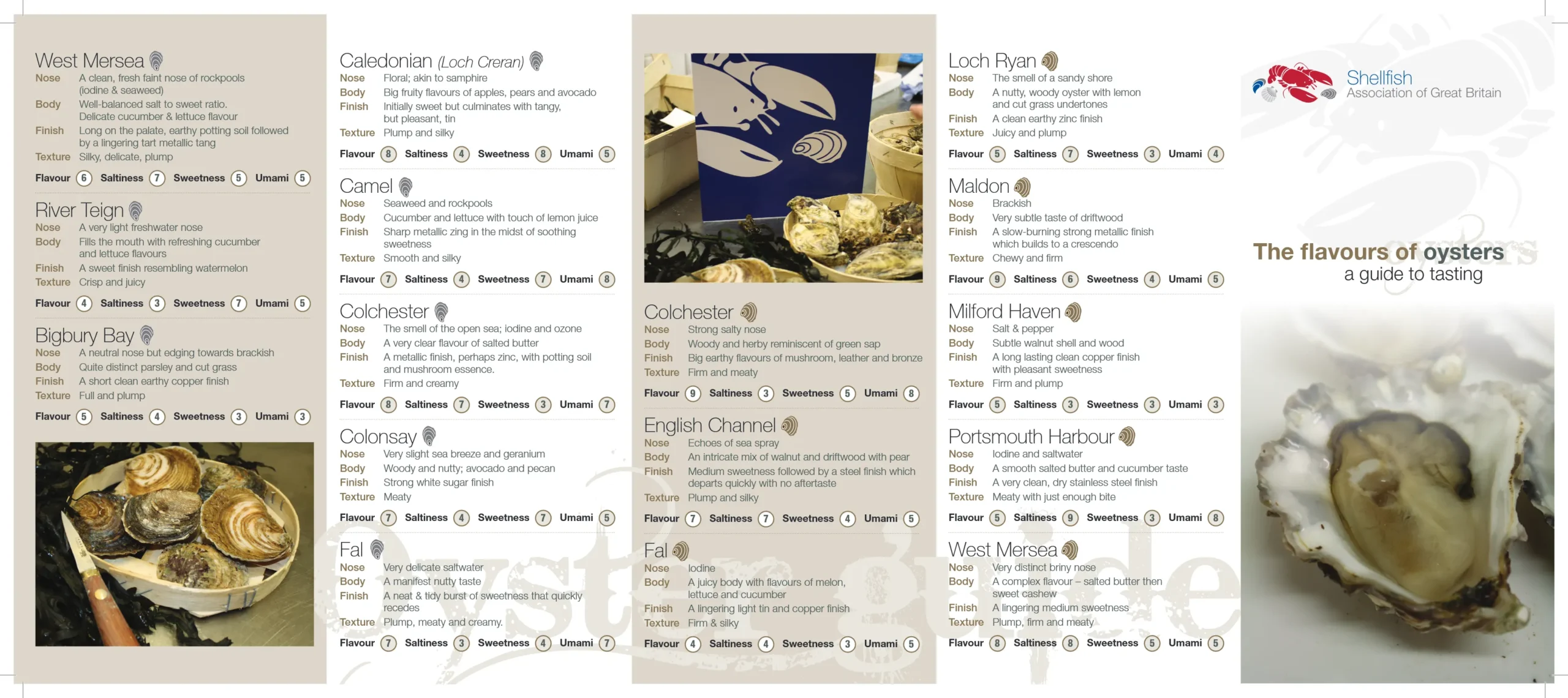 A tasting guide to oysters